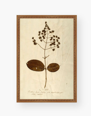 Botanical Print in Madrid Gold Frame