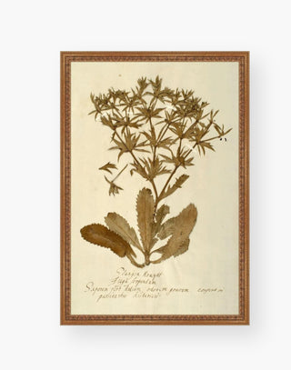 This Botanical II piece is a reproductions of original dried flower studies for an authentic vintage feel.