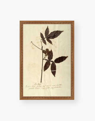 The Botanical I Print is a reproduction of original dried flower studies for an authentic vintage feel.