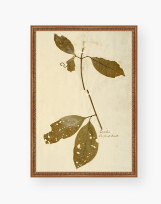 Botanical Print piece with reproductions of original dried flower studies for a vintage feel.