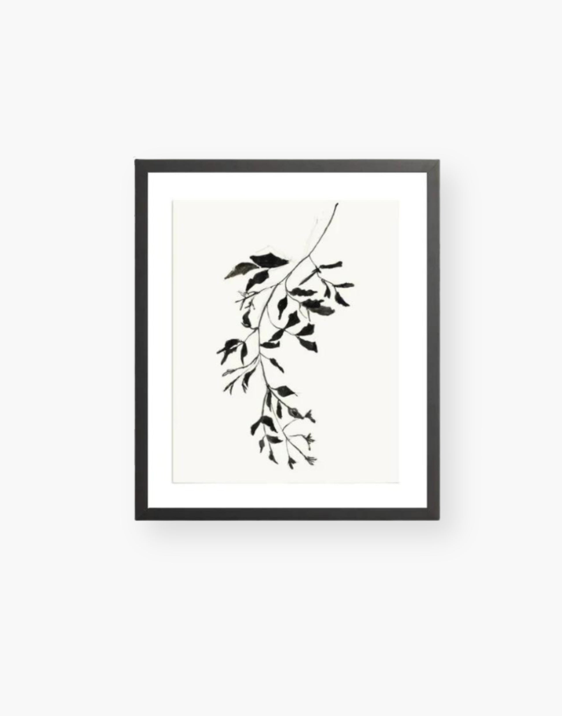 Botanical Ink Print with a Black Frame